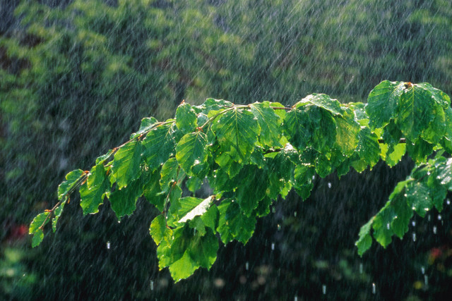 raining tree